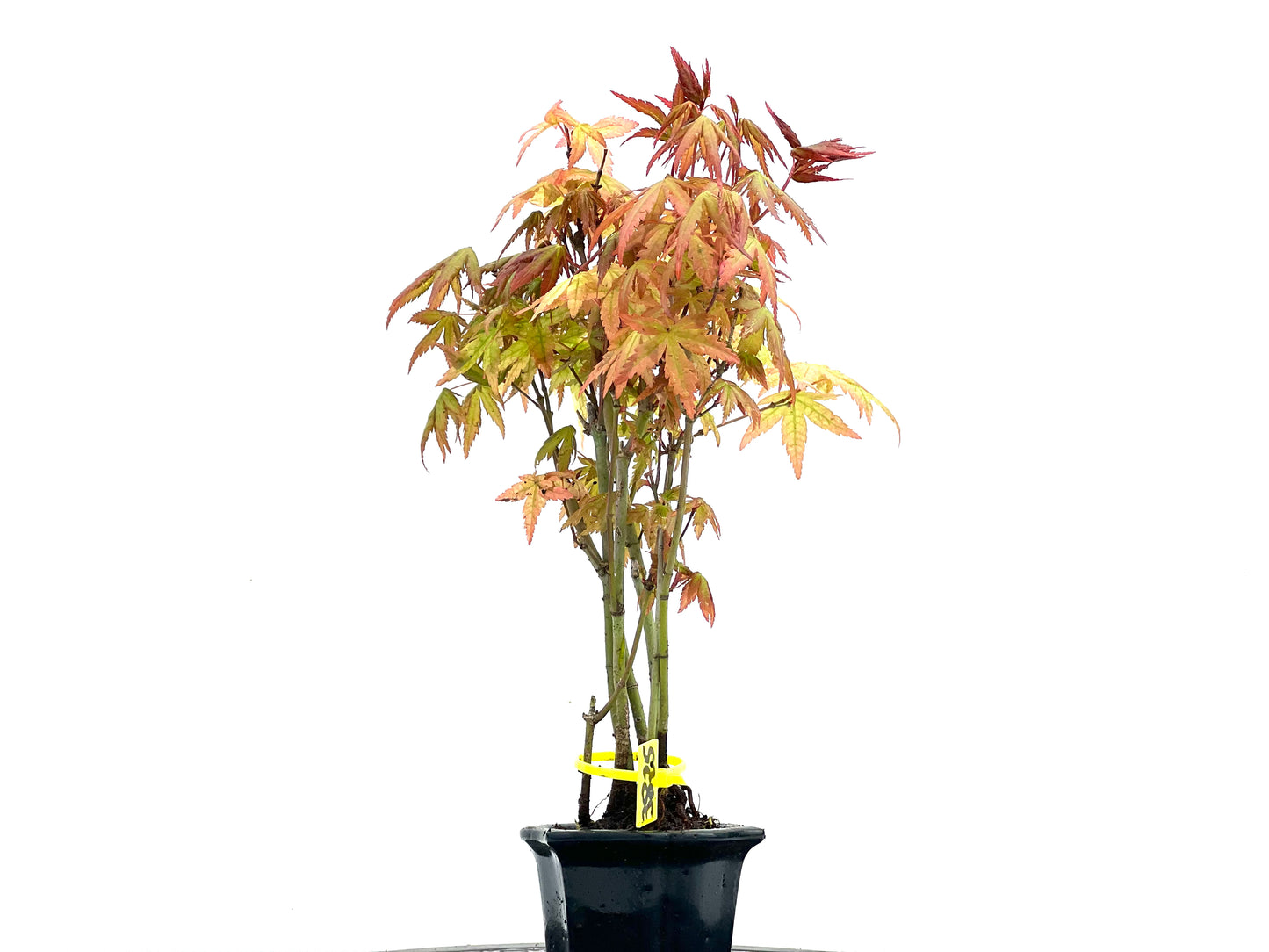 Bosque Acer Palmatum 3825