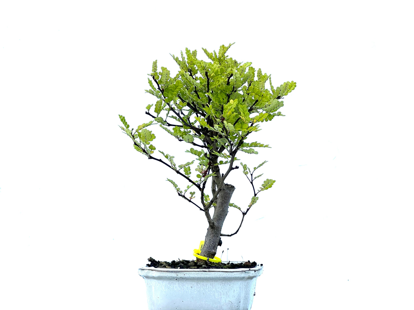 Zhantoxylum Piperitum 2173