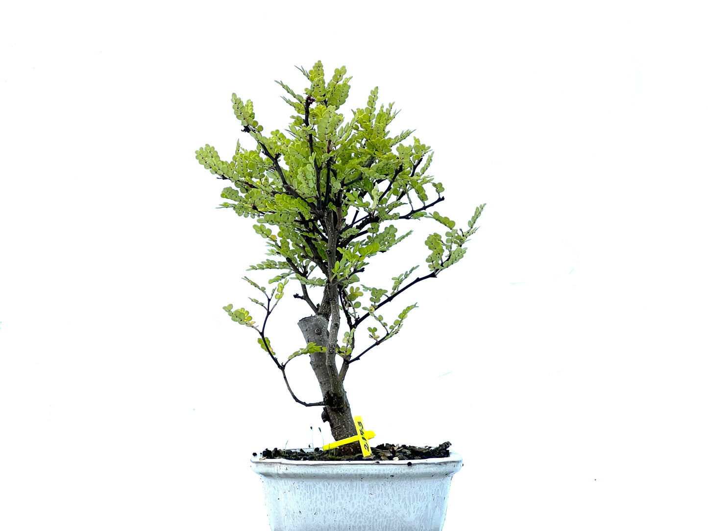 Zhantoxylum Piperitum 2173