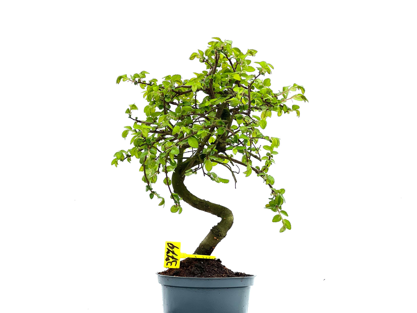 Ulmus Parvifolia 3779