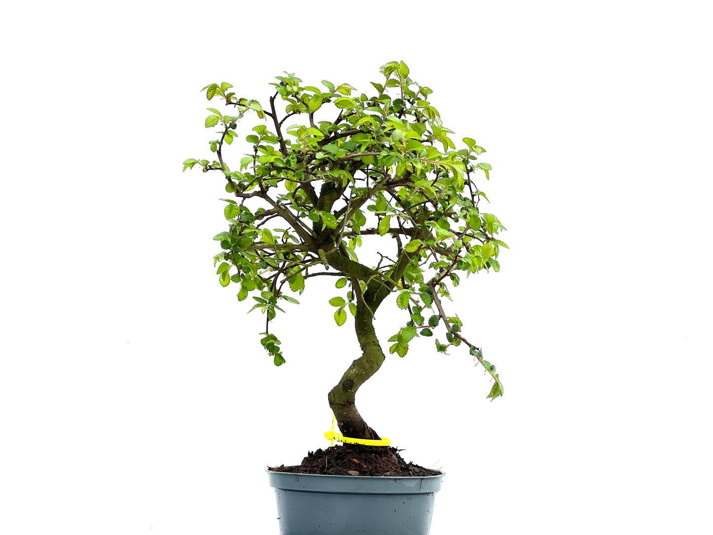Ulmus Parvifolia 3779