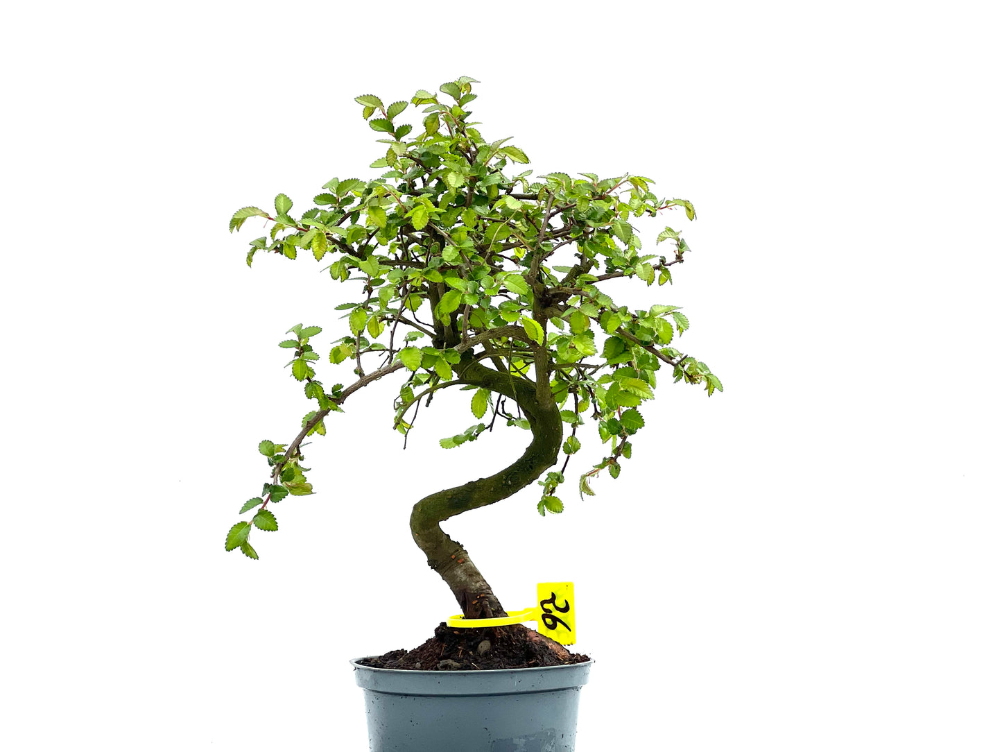 Ulmus Parvifolia 3779