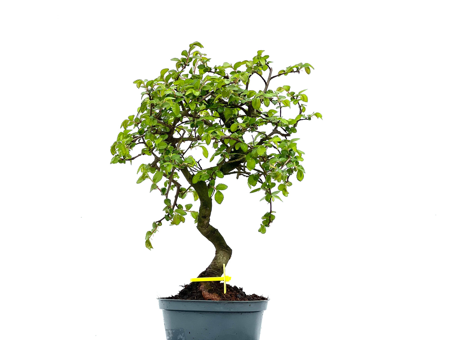 Ulmus Parvifolia 3779