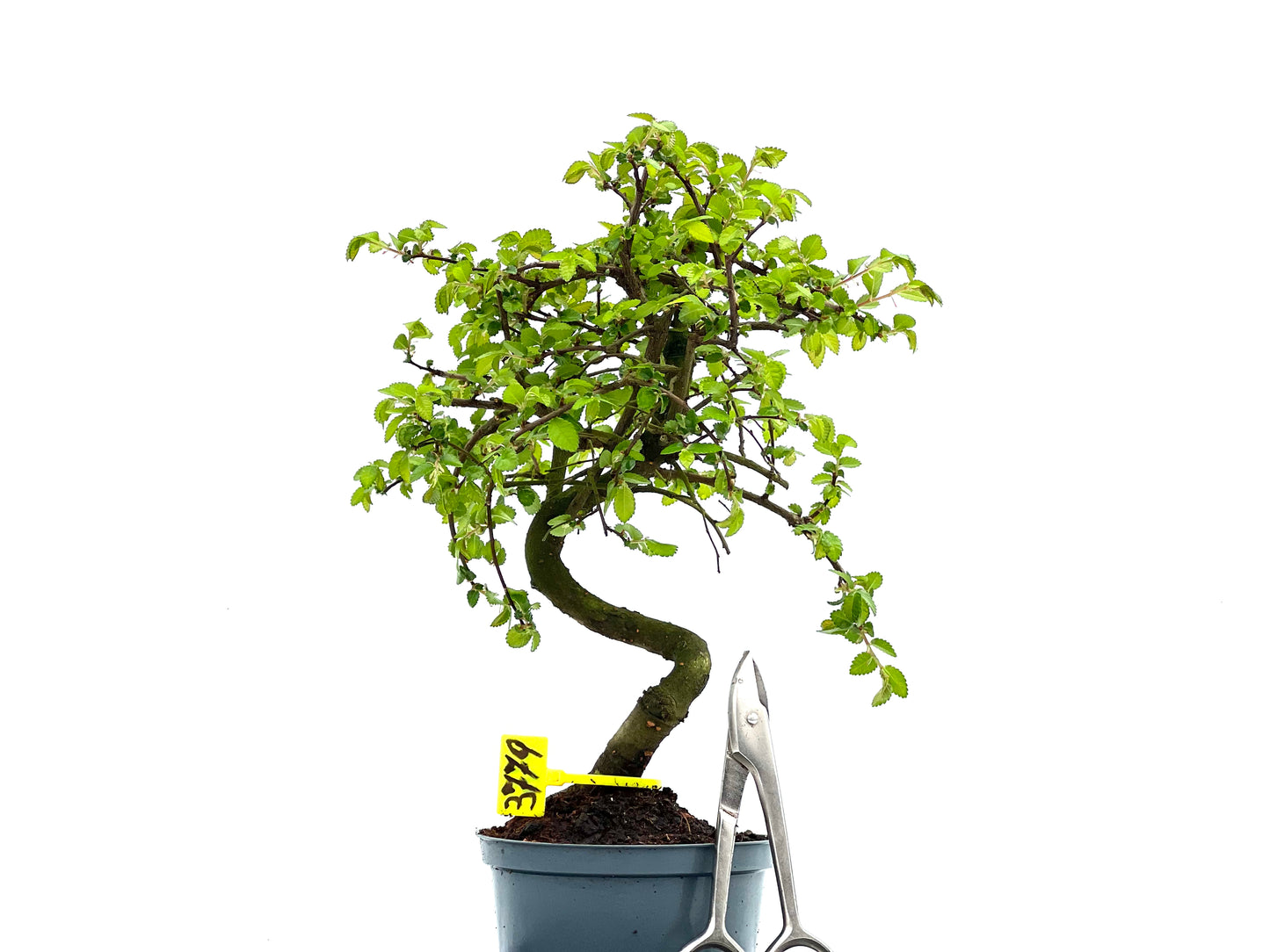 Ulmus Parvifolia 3779