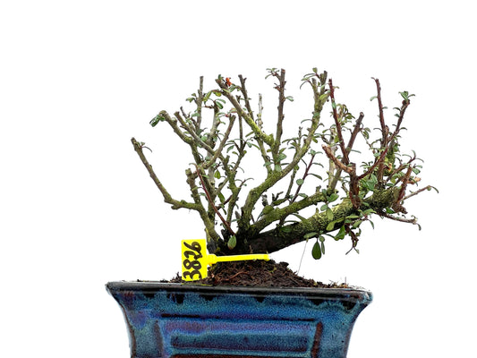 Cotoneaster Microphyllus 3826