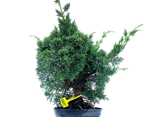 Juniperus Chinensis Kyshu 2177