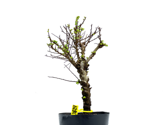 Ulmus Hokkaido 3824