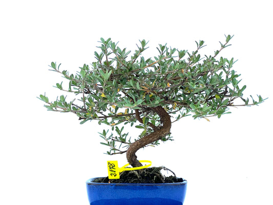 Coprosma 2178
