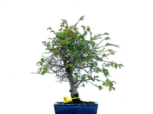 Ulmus Parvifolia 2180