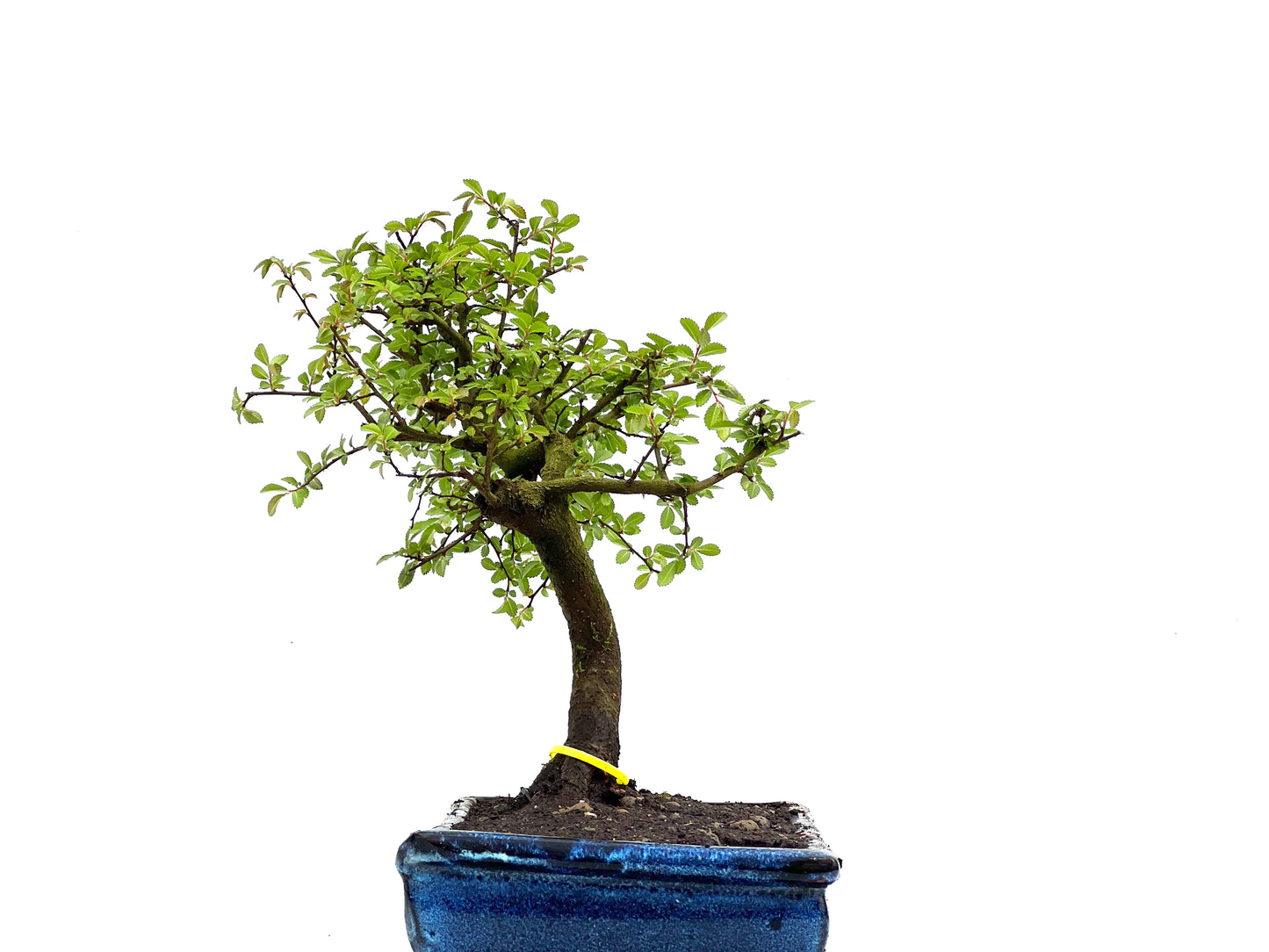 Ulmus Parvifolia 3820