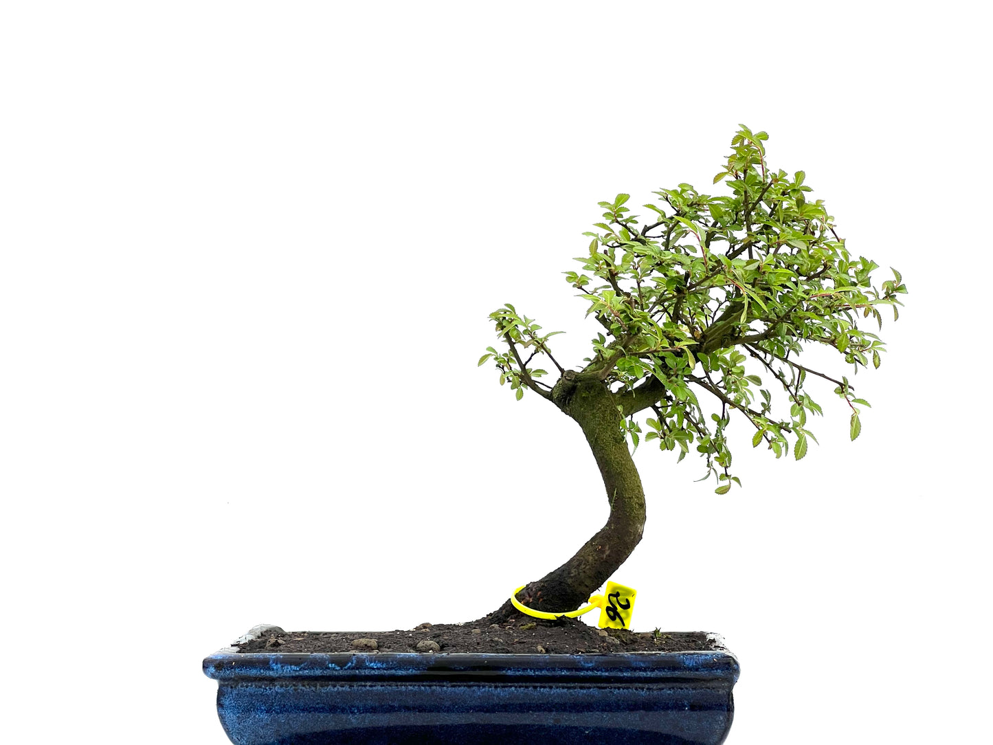 Ulmus Parvifolia 3820