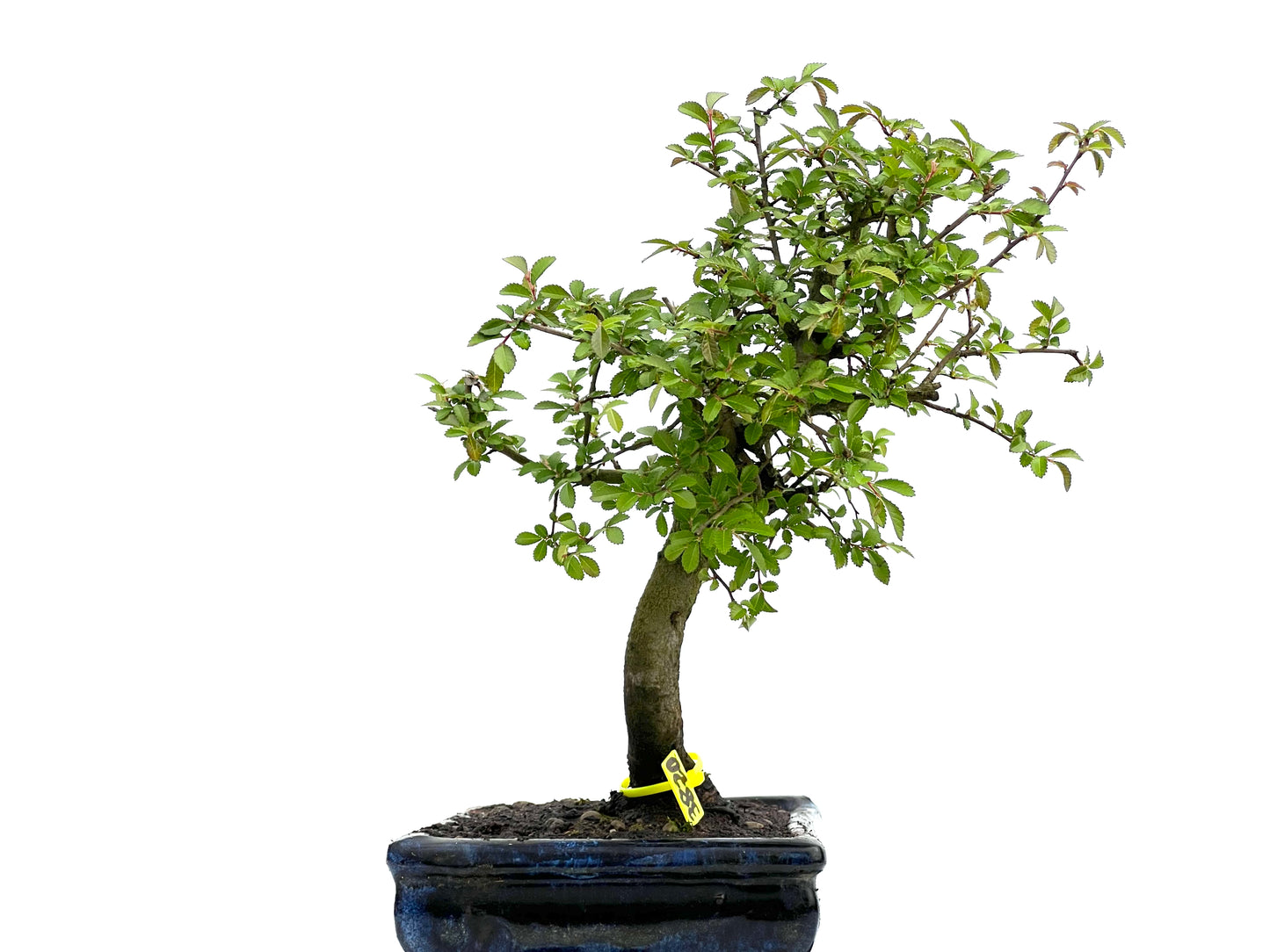 Ulmus Parvifolia 3820