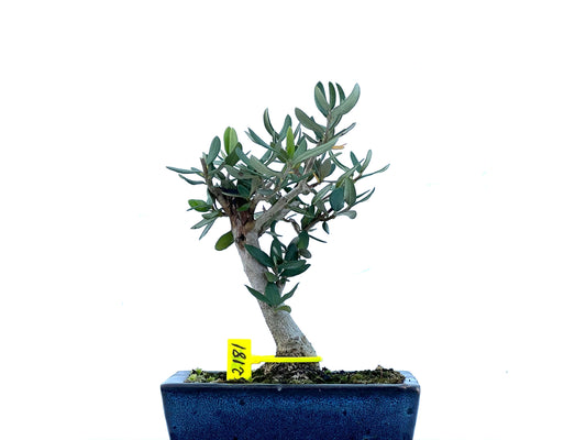 Olea Europaea Sylvestris 2181