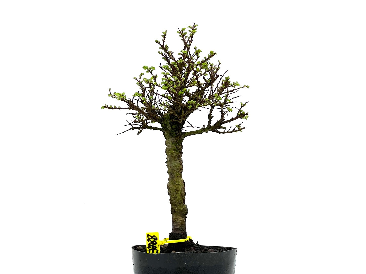Ulmus Hokkaido 3788