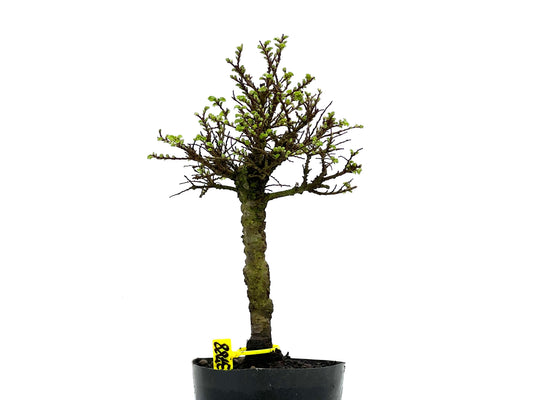 Ulmus Hokkaido 3788