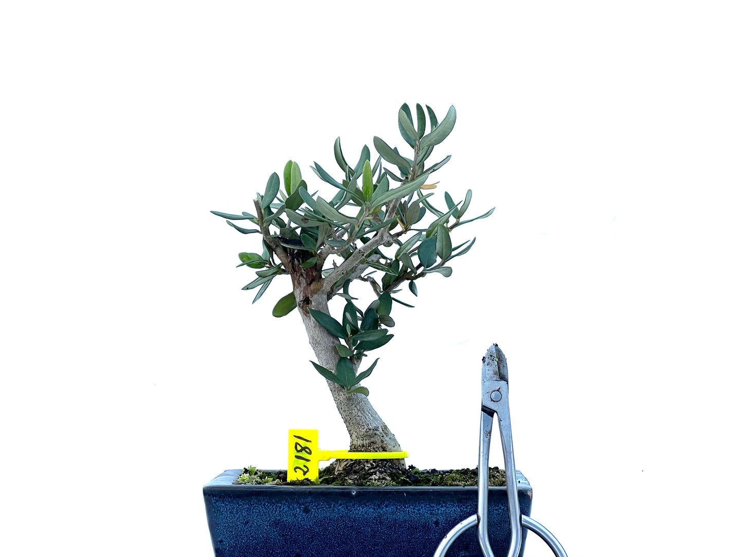 Olea Europaea Sylvestris 2181