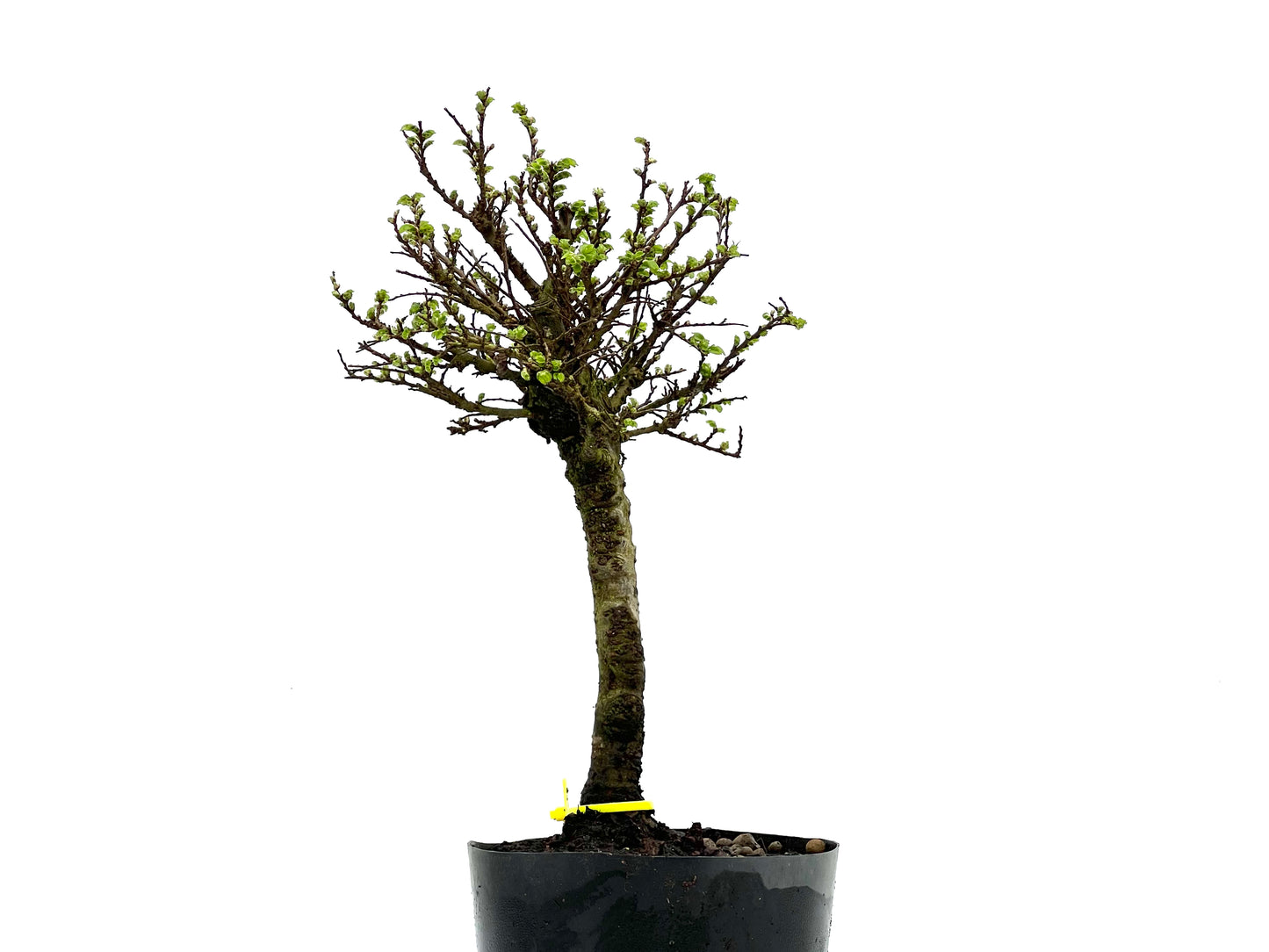 Ulmus Hokkaido 3788