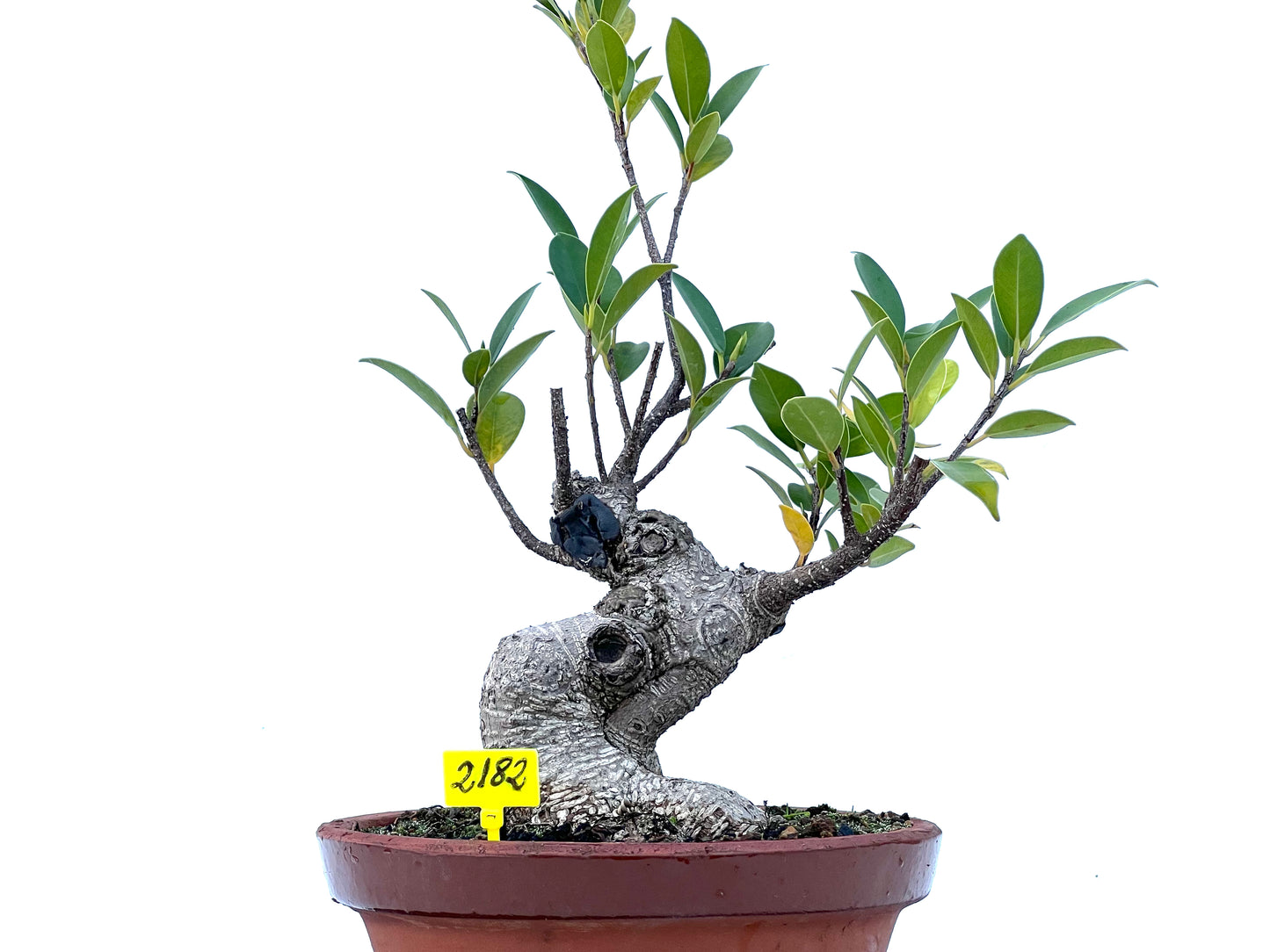 Ficus Tiger Bark 2182