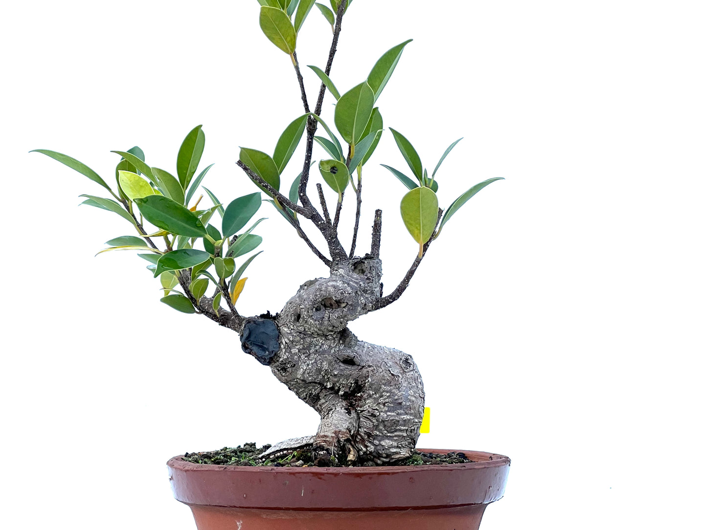 Ficus Tiger Bark 2182