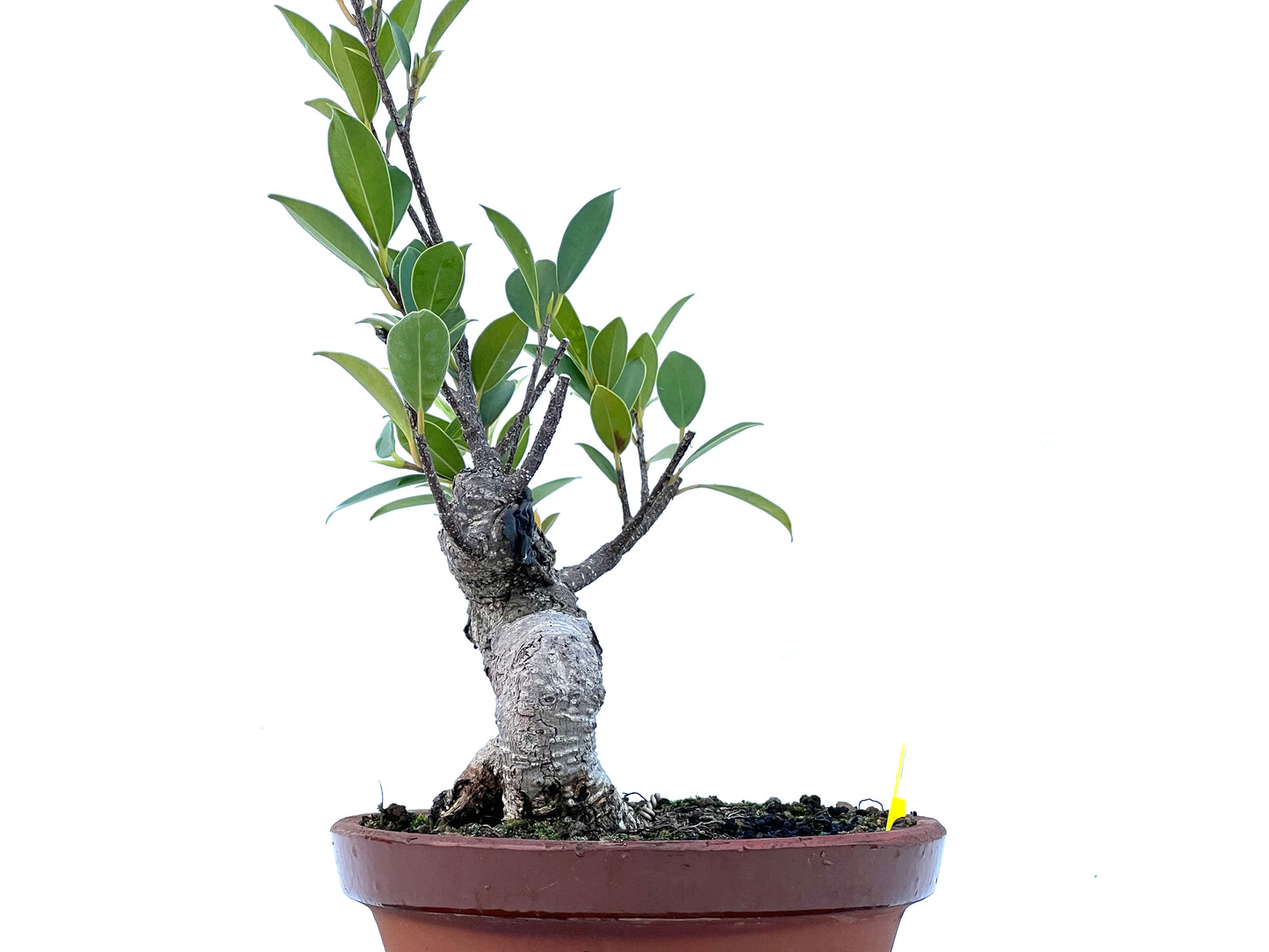 Ficus Tiger Bark 2182