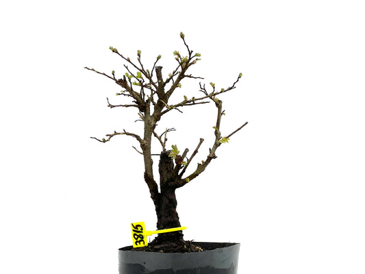 Olmo Nire Keyaki 3815