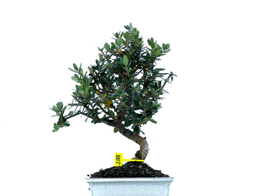Olea Europaea Sylvestris 2183