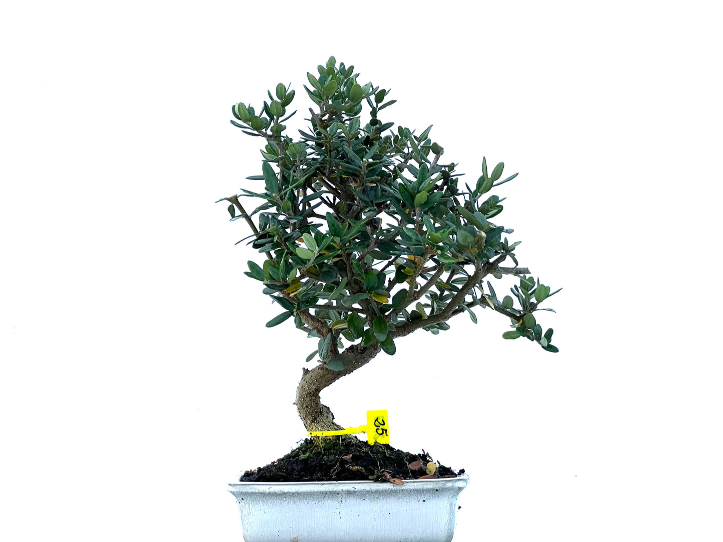 Olea Europaea Sylvestris 2183