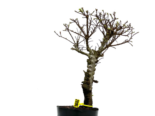 Ulmus Hokkaido 3822