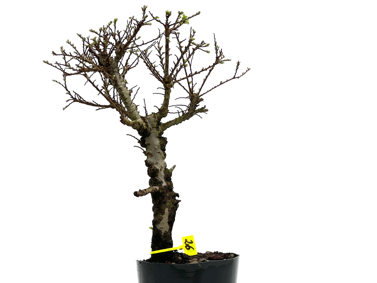 Ulmus Hokkaido 3822