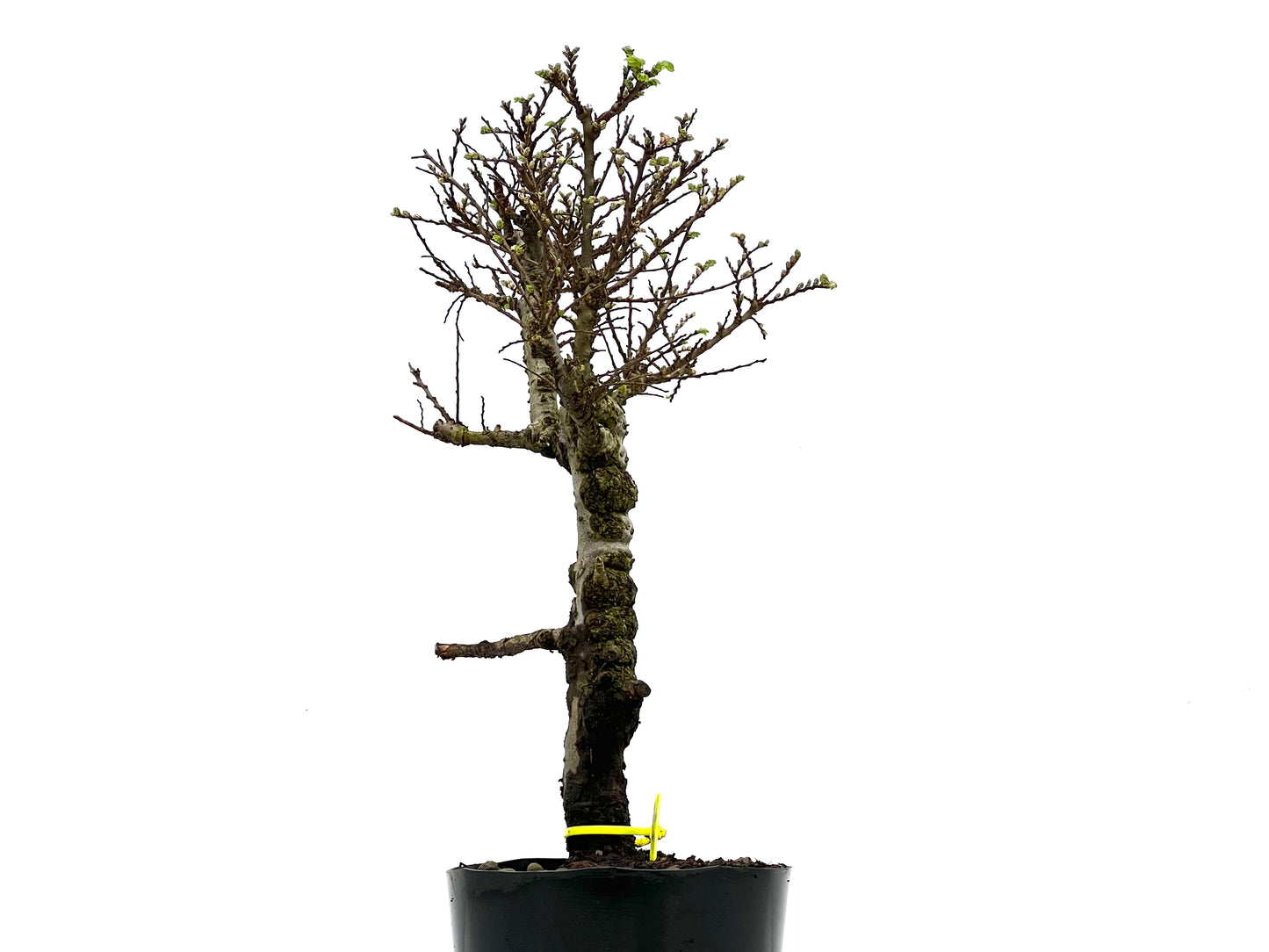 Ulmus Hokkaido 3822