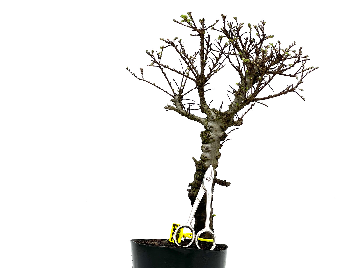 Ulmus Hokkaido 3822