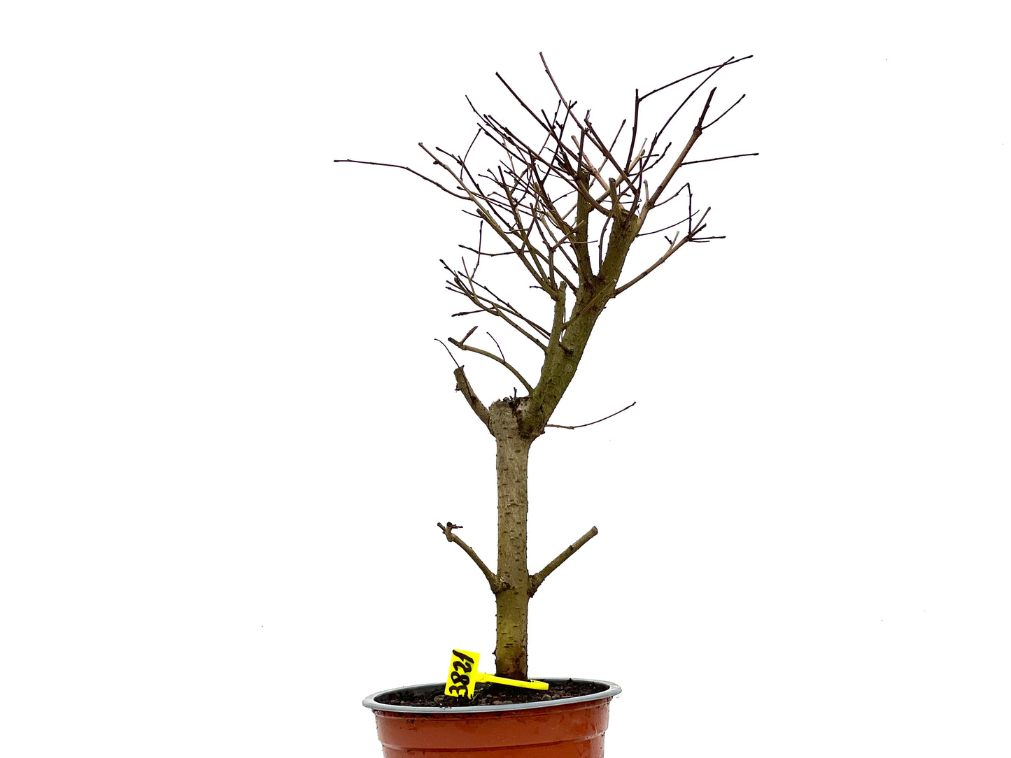 Ulmus Minor 3821