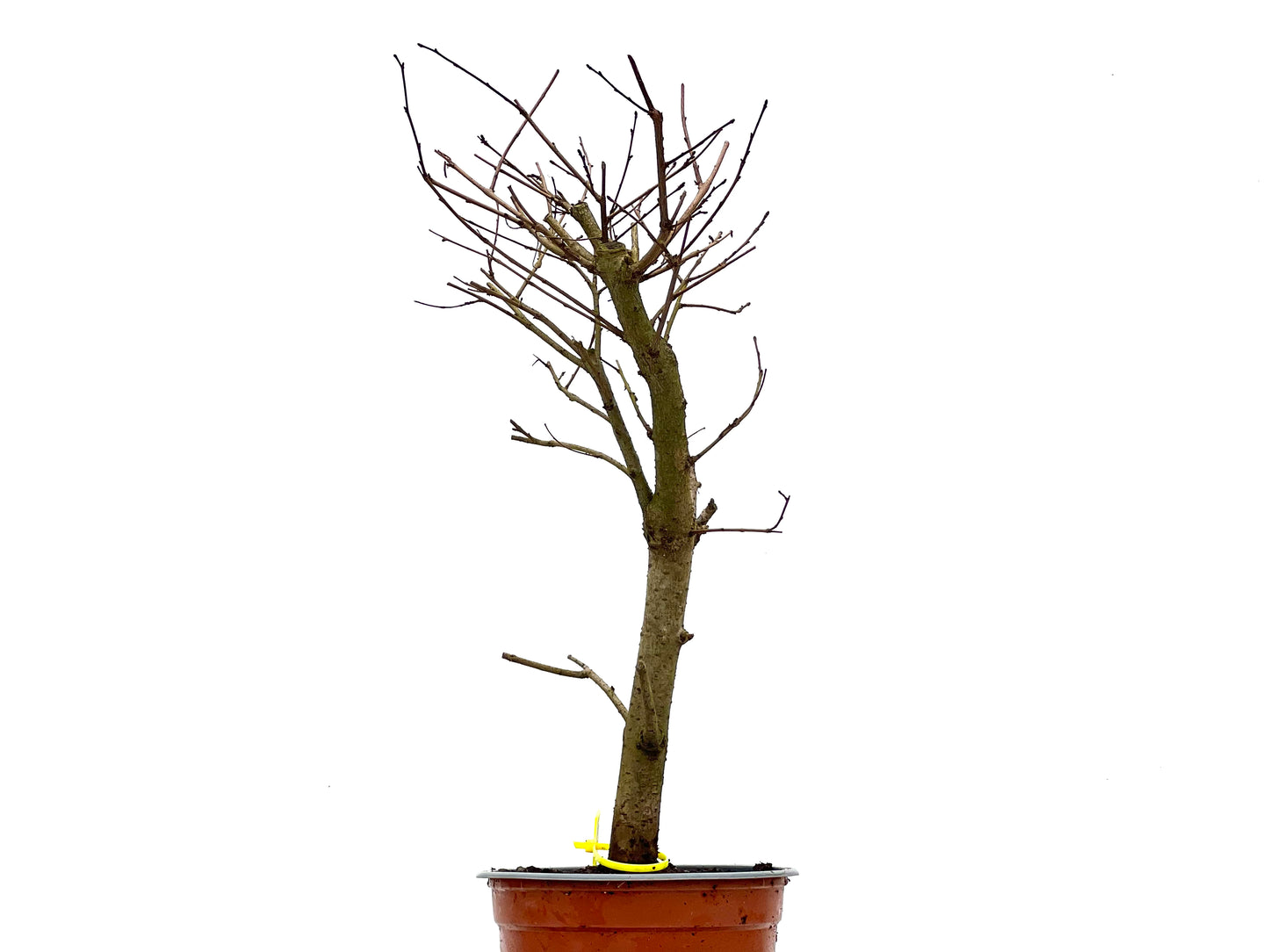 Ulmus Minor 3821