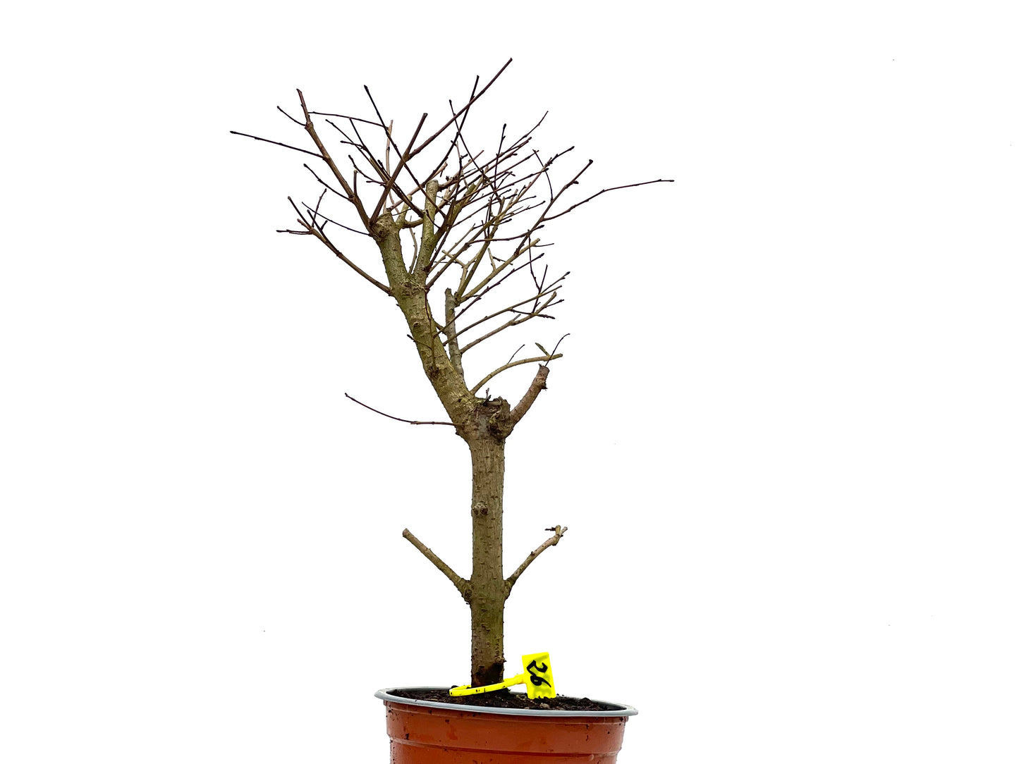 Ulmus Minor 3821