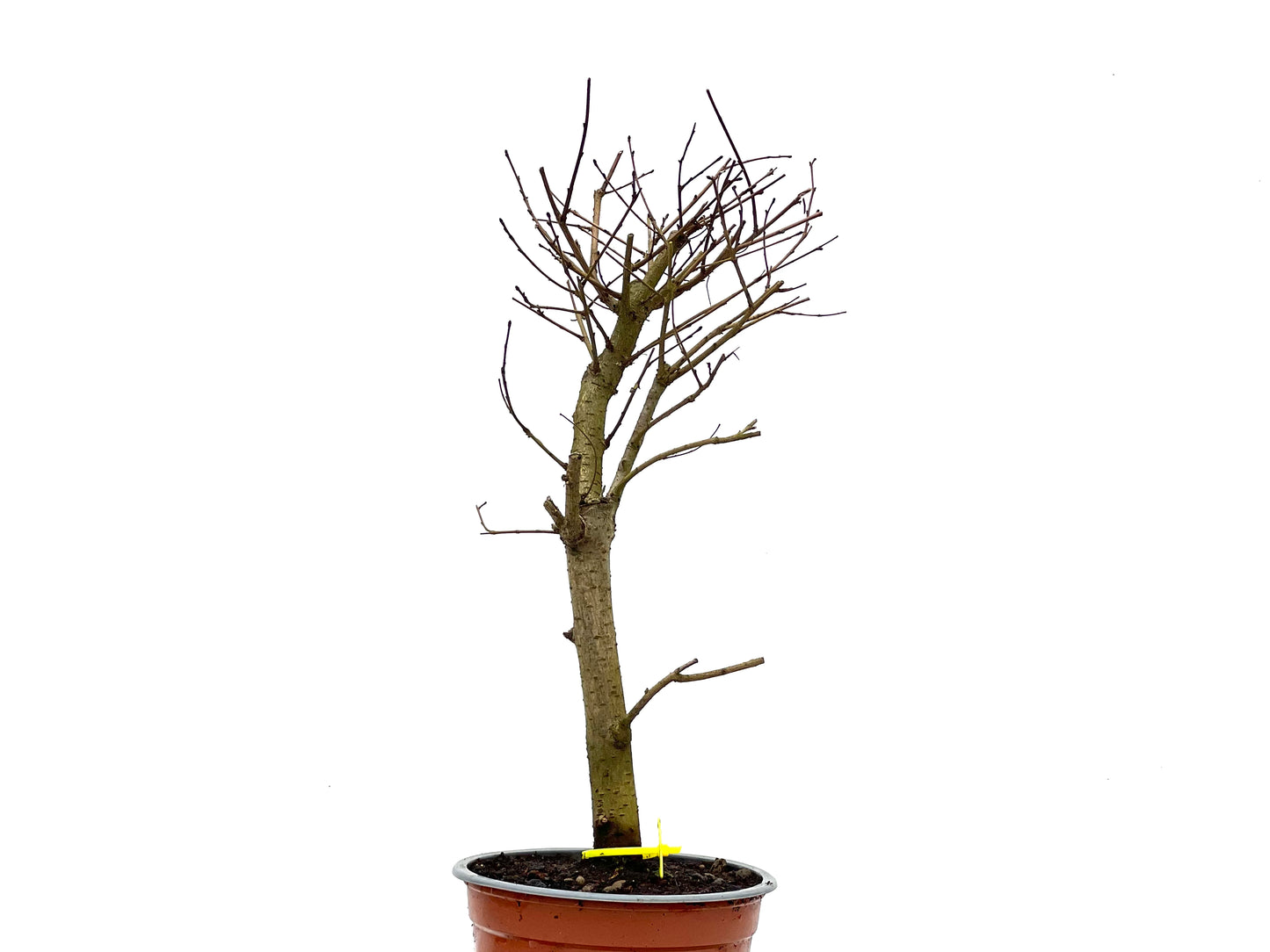 Ulmus Minor 3821