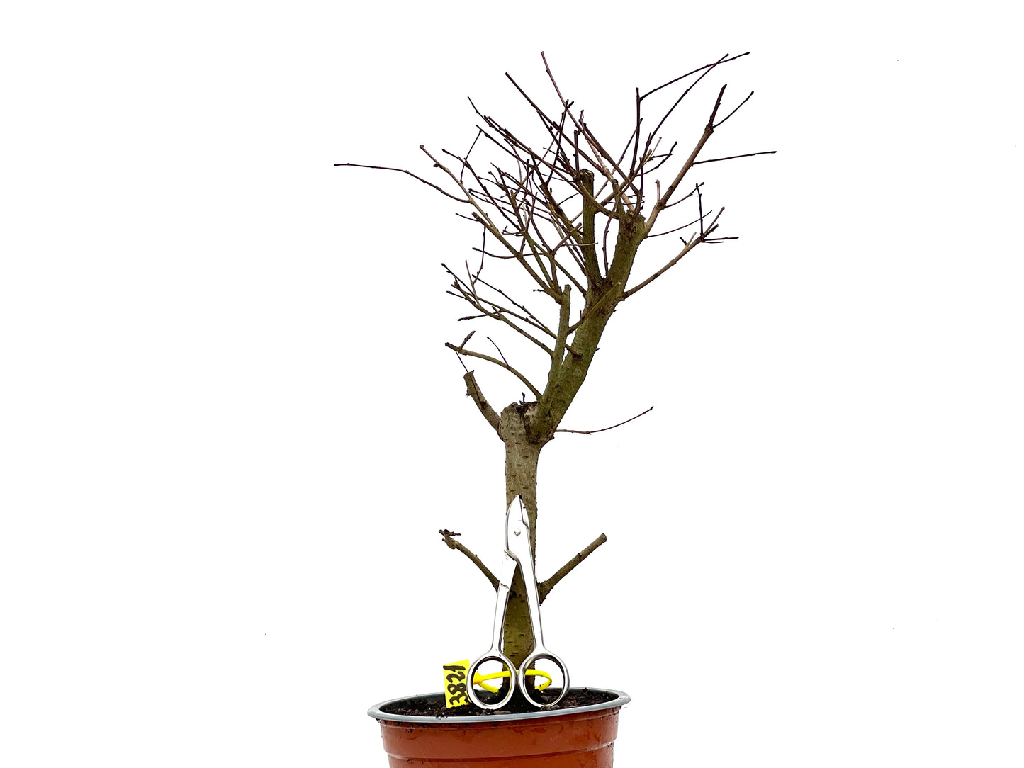 Ulmus Minor 3821