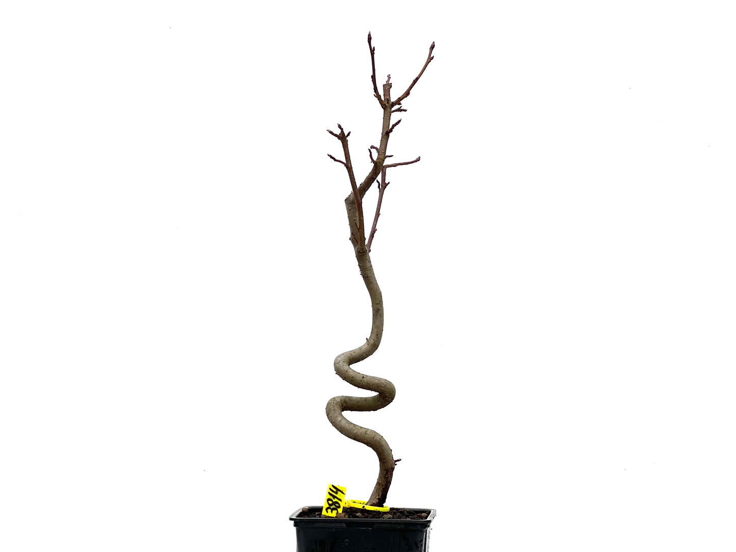 Liquidambar 3814