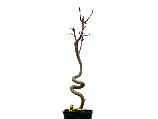Liquidambar 3814