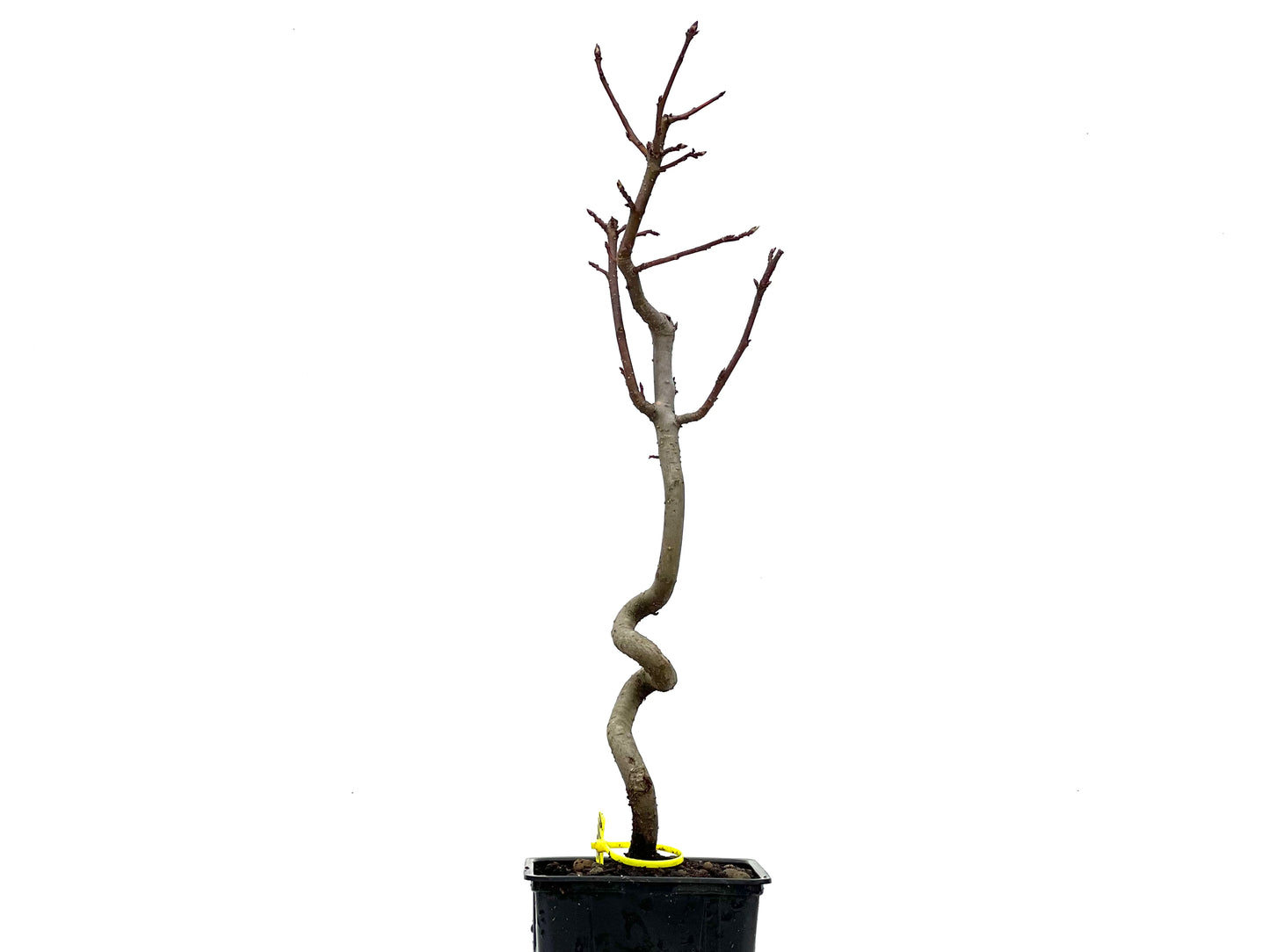 Liquidambar 3814