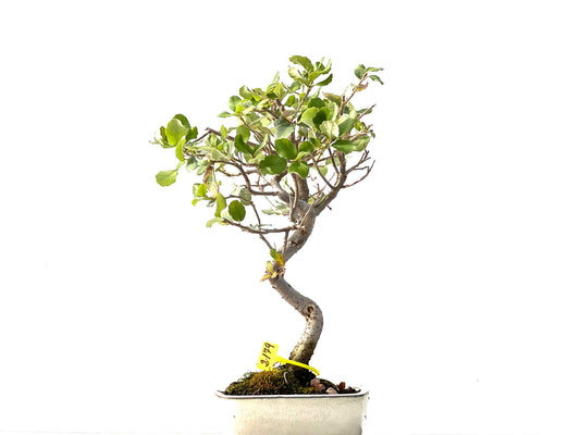 Quercus Suber 2179