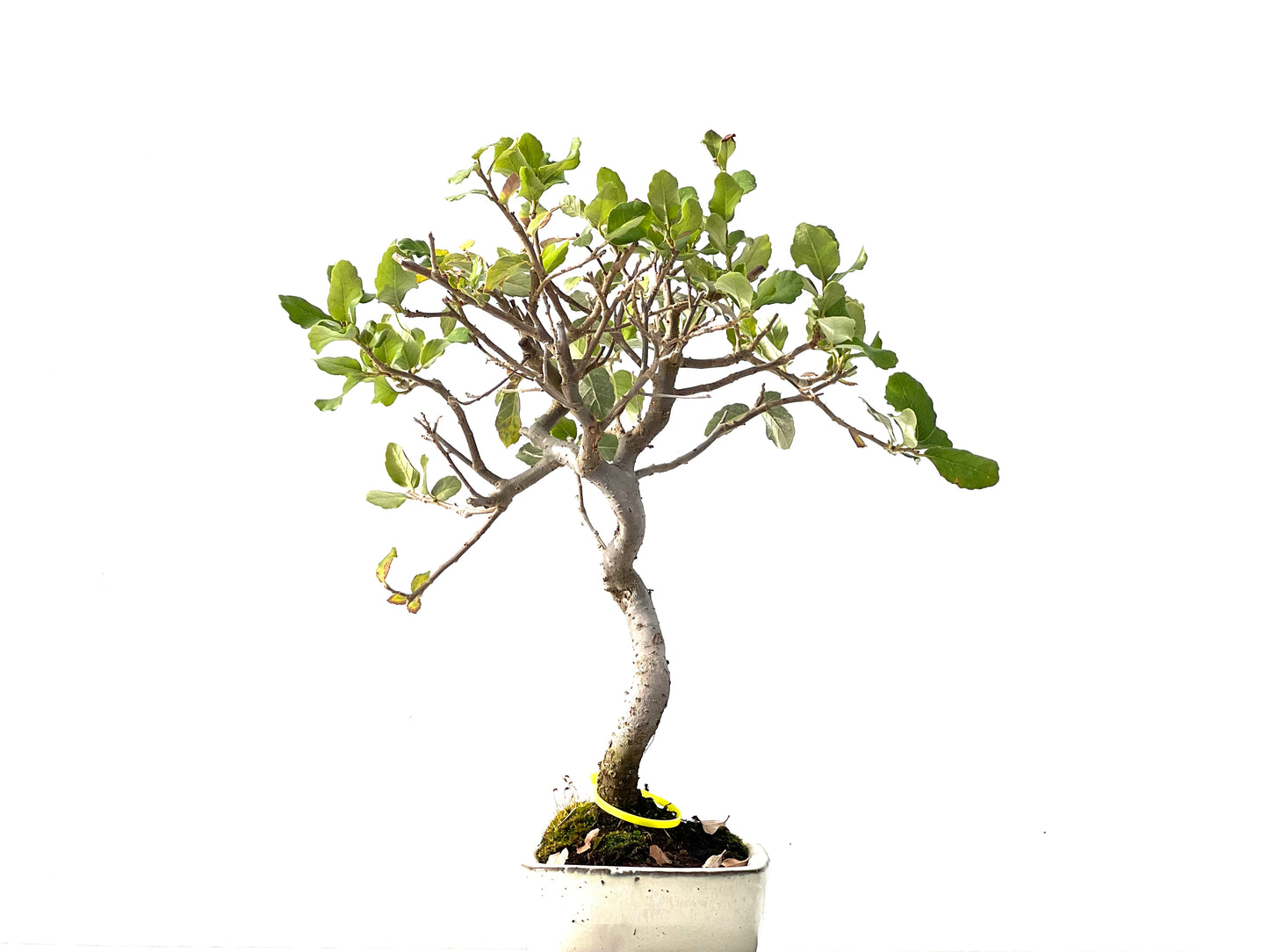 Quercus Suber 2179