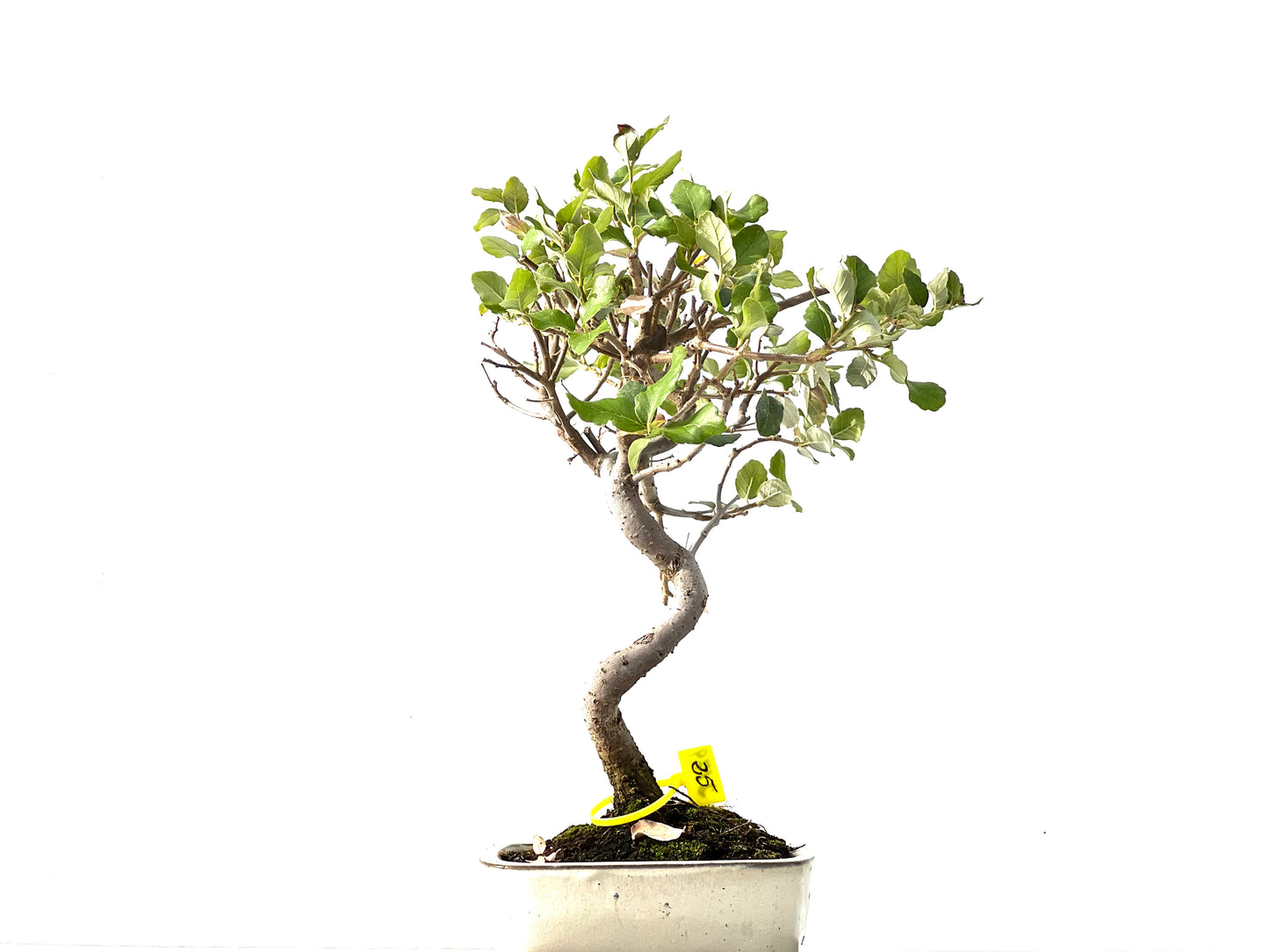 Quercus Suber 2179