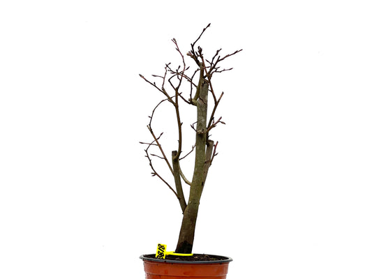 Carpinus Betulus 3818