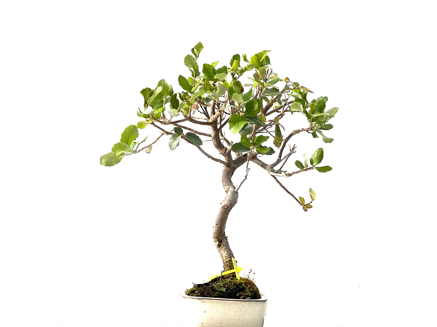 Quercus Suber 2179