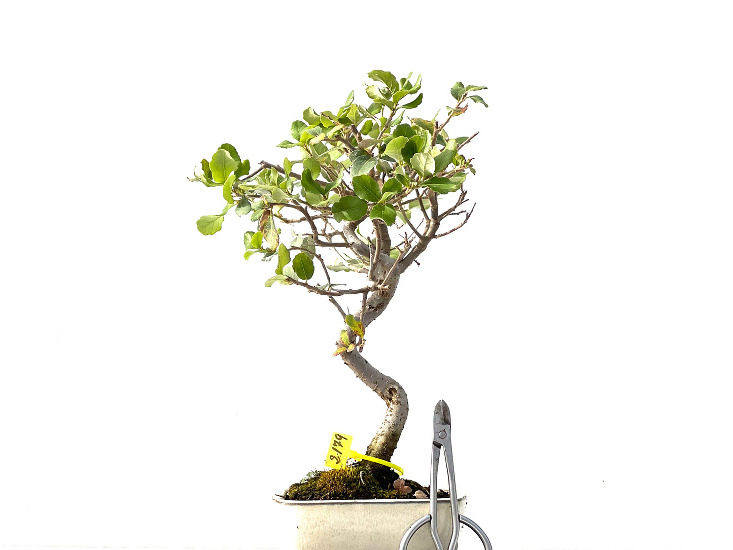 Quercus Suber 2179