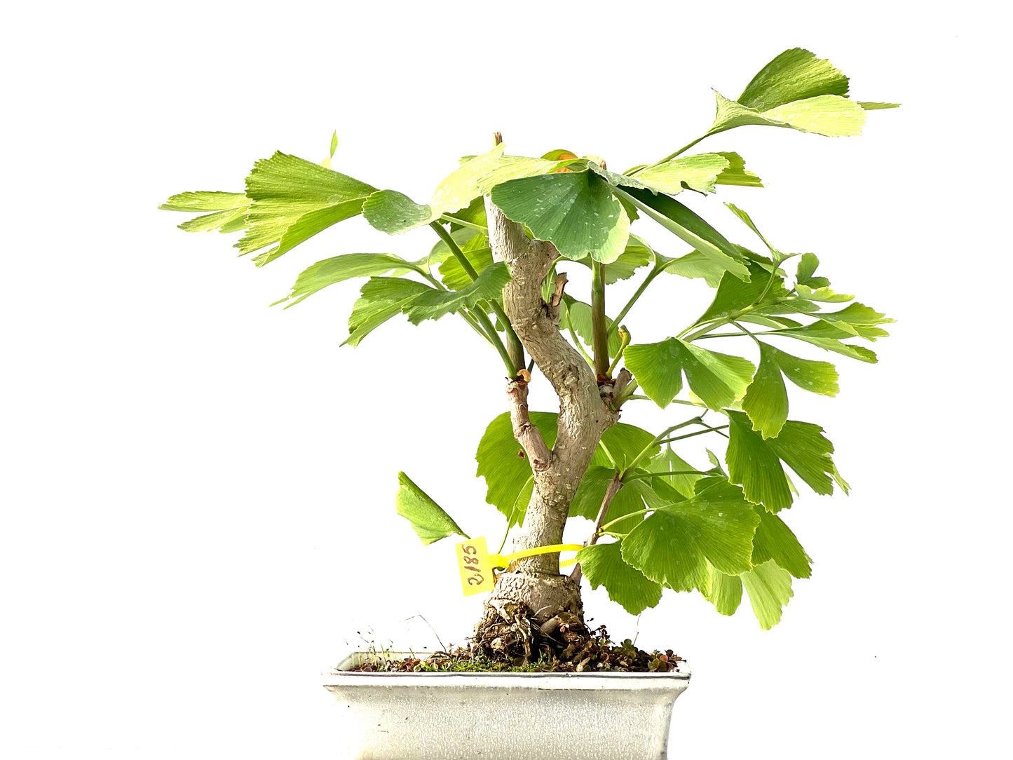 Ginkgo Biloba 2185