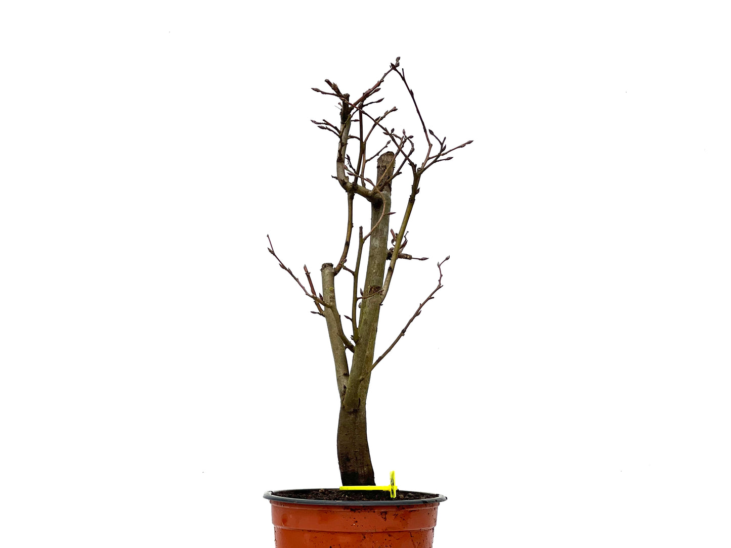 Carpinus Betulus 3818