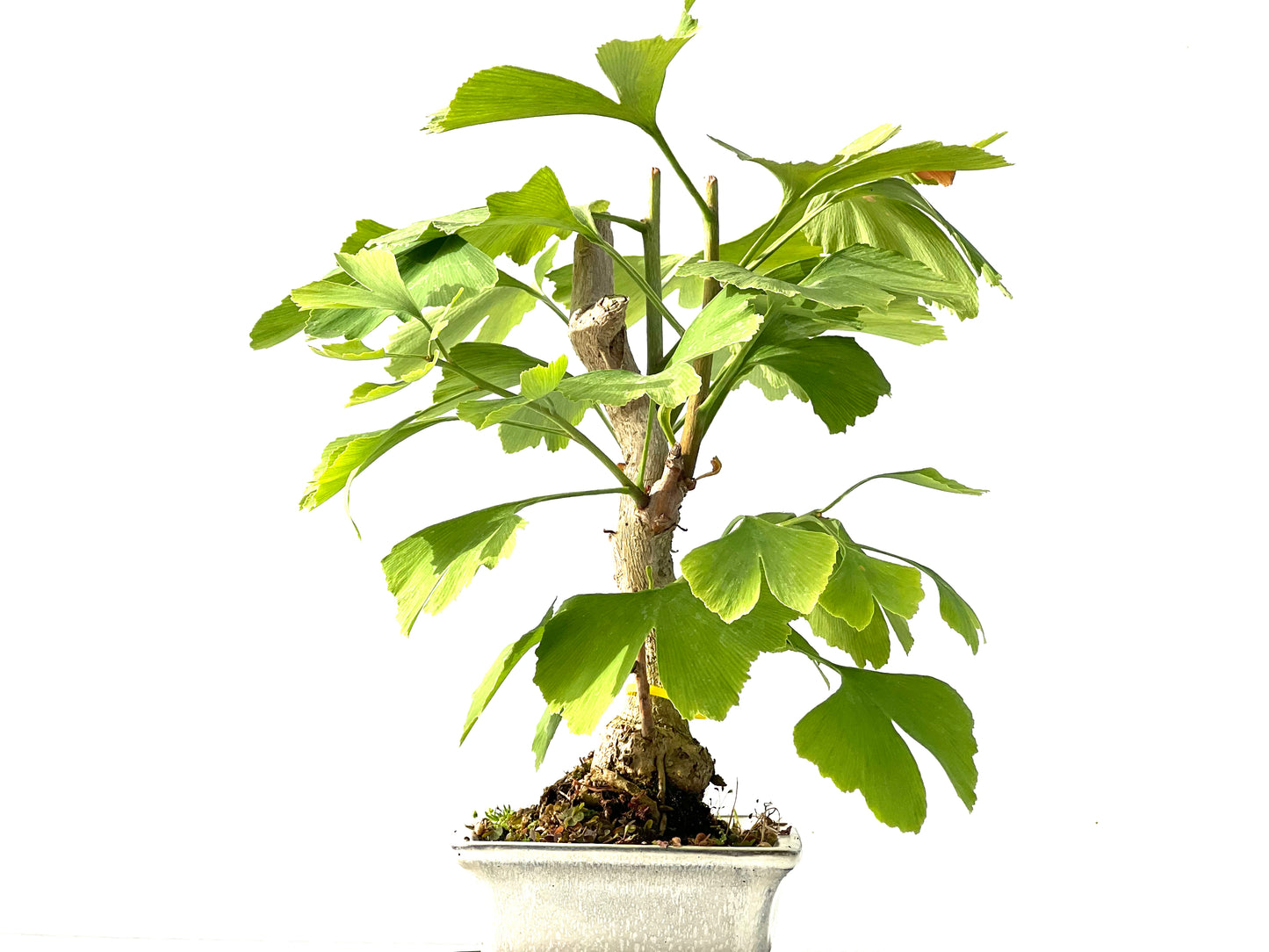 Ginkgo Biloba 2185