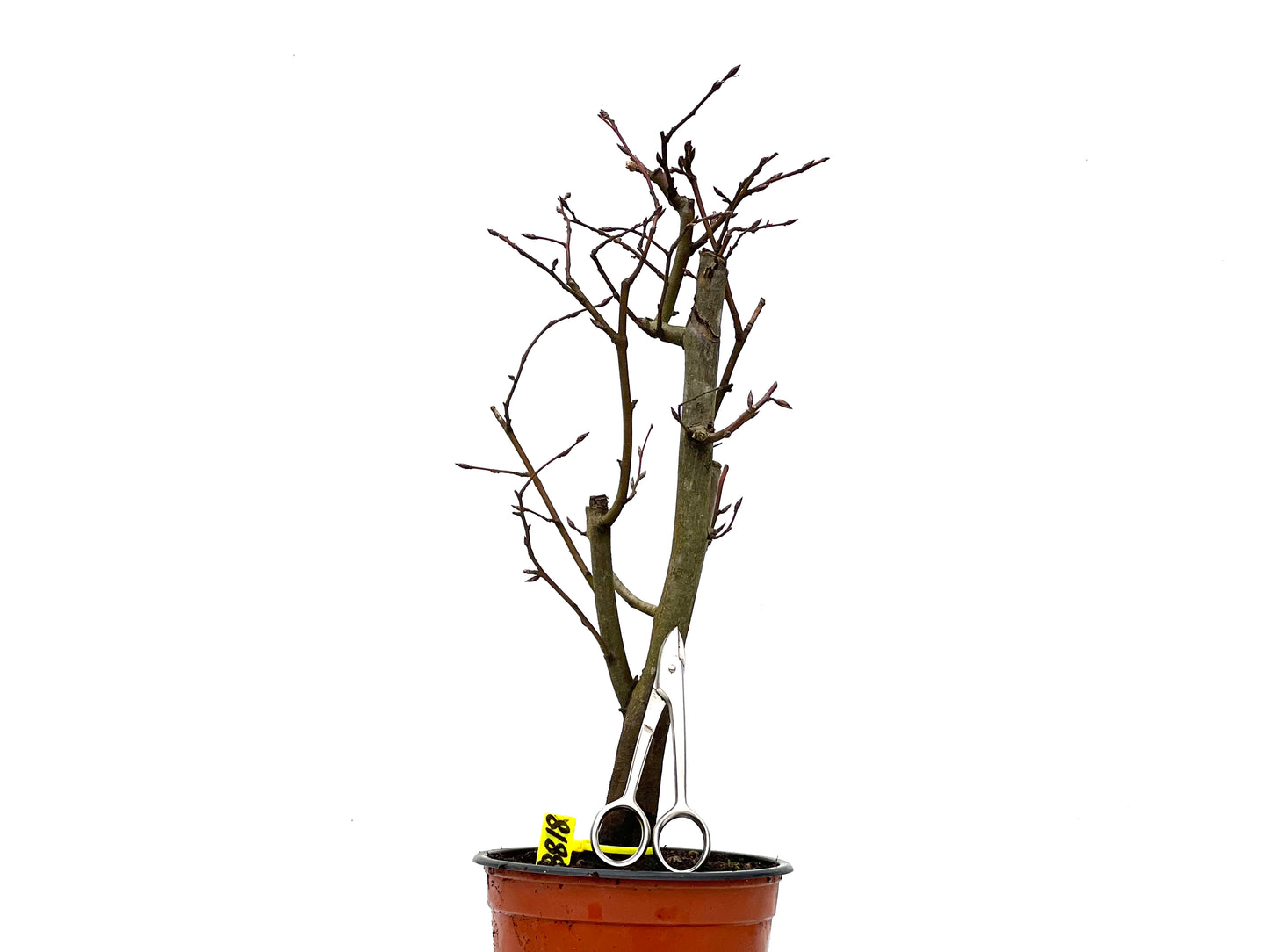 Carpinus Betulus 3818