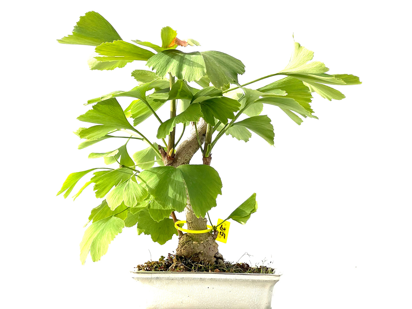 Ginkgo Biloba 2185